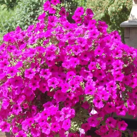 Apartament Au Bon Accueil La Rose Ribeauvillé